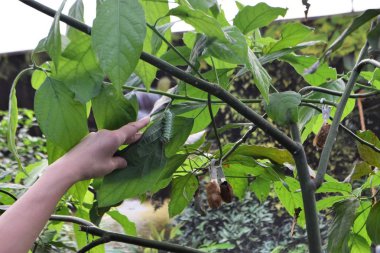 bahçede egzotik kelebek