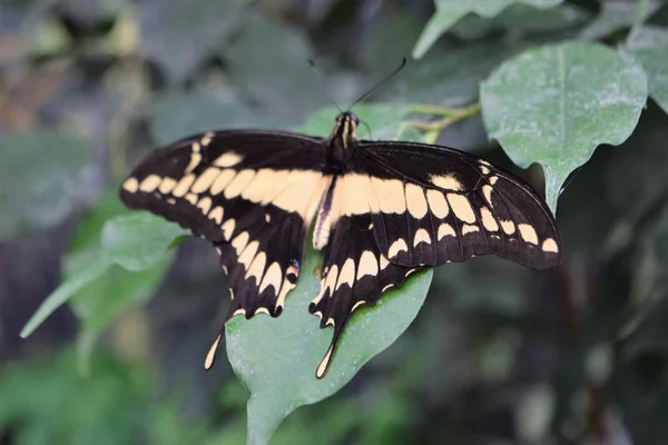 exotic butterfly in the garden