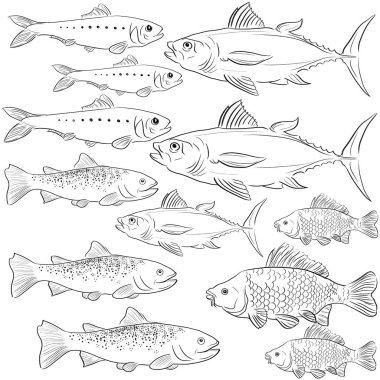 Herring tuna ve Alabalı balıklar ile ayna sazan, vektör illüstrasyon