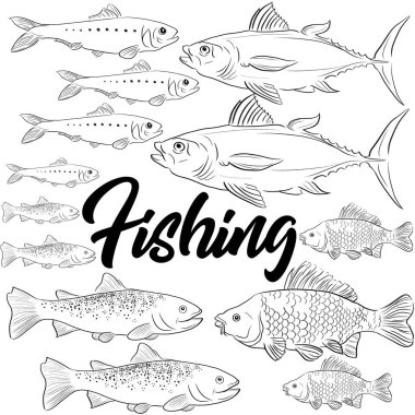 Herring tuna ve Alabalı balıklar ile ayna sazan, vektör illüstrasyon