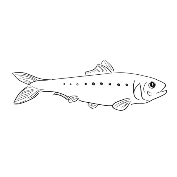 Illustrazione Vettoriale Pesce Aringa Bianco — Vettoriale Stock