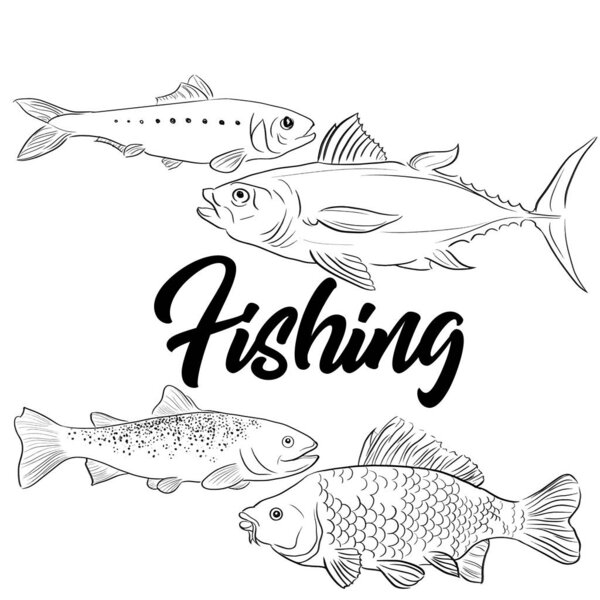 Mirror carp, Herring Tuna, Trout fishes vector illustration