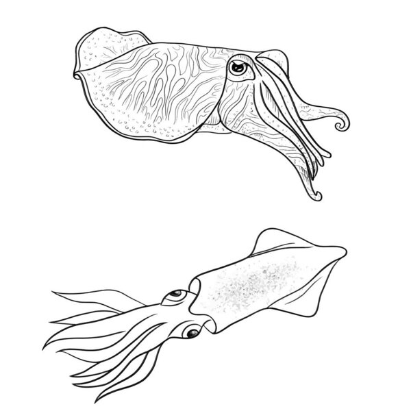 Каракатица рисунок для детей