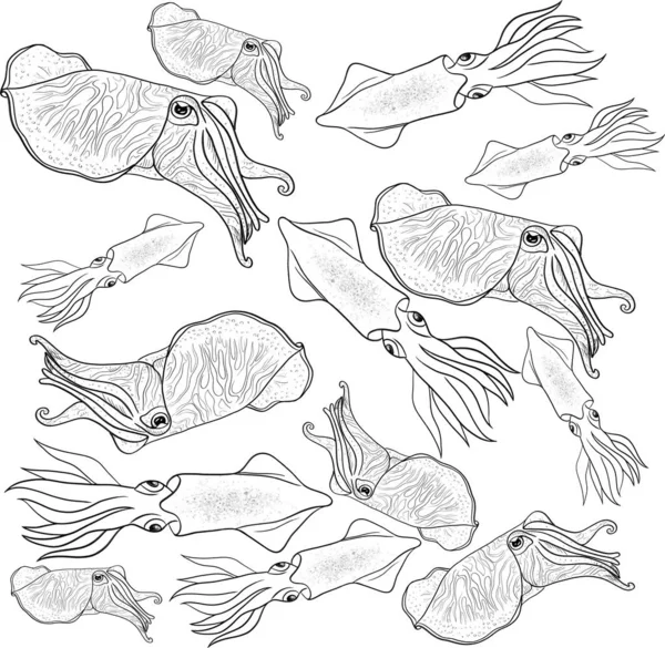 Illustrazione Vettoriale Calamari Seppia Bianco — Vettoriale Stock