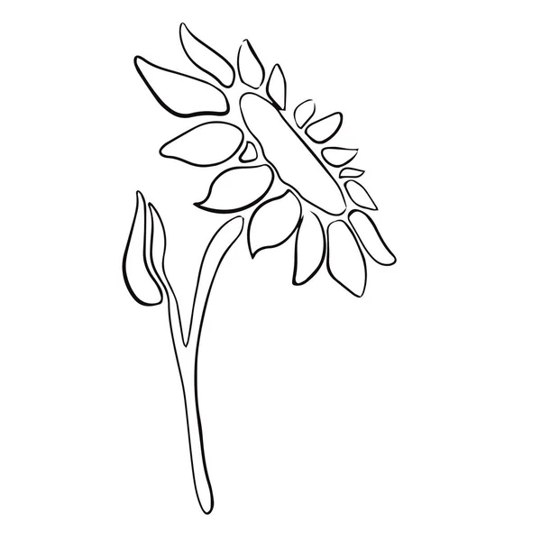 Ilustración Vectores Blanco Negro Girasol — Vector de stock