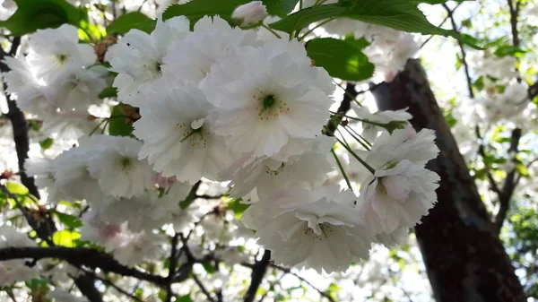 Primavera Hermoso Florecimiento Flor Fondo —  Fotos de Stock
