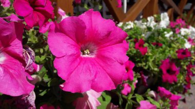 Bahçede yaz açan rengarenk çiçekler