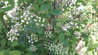 Bahar doğa yeşil güzel park