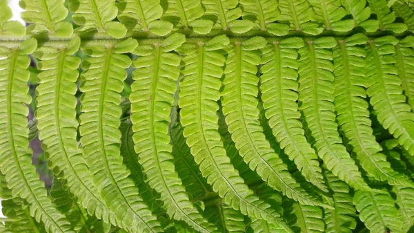 Beautiful Fern Garden — Stock Photo, Image