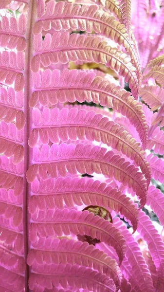 Beautiful Fern Garden — Stock Photo, Image