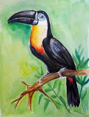 Toucan kuş su rengi resim illüstrasyon