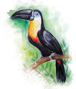 Toucan kuş su rengi resim illüstrasyon