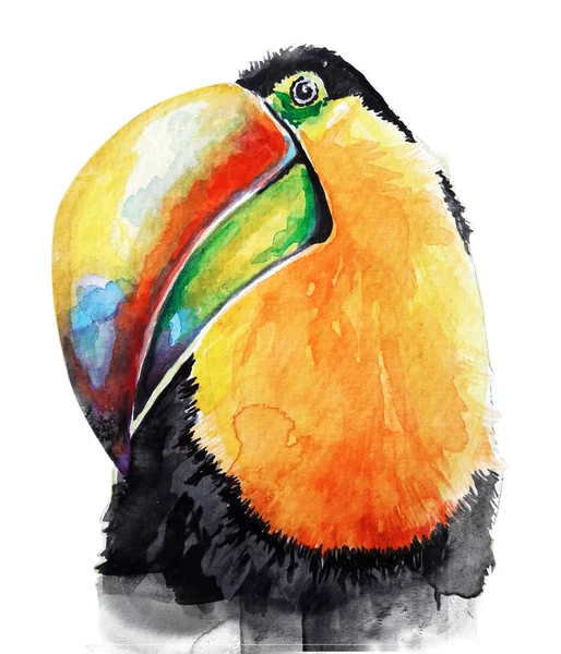 Pájaro Tucán Acuarela Ilustración Arte —  Fotos de Stock