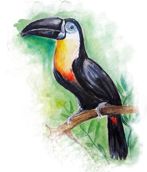 Toucan Bird Water Kleur Kunst Illustratie — Stockfoto