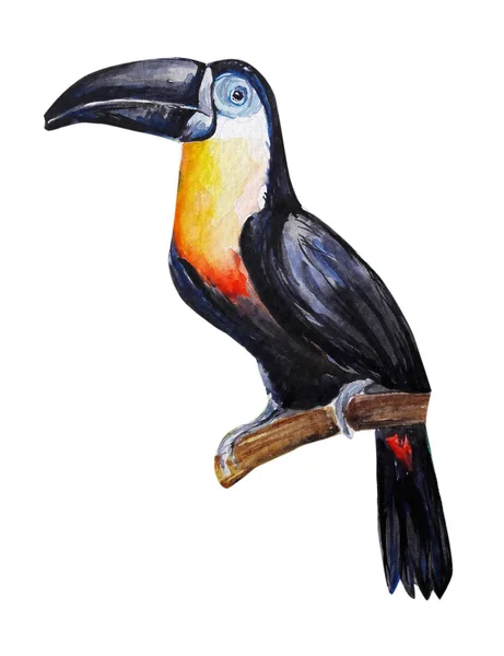 Toucan Madár Vízszín Művészeti Illusztráció — Stock Fotó