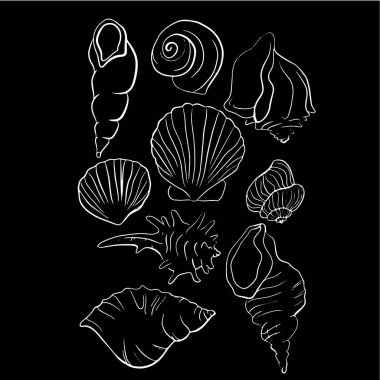 Güzel deniz kabuğu hattı vektör illüstrasyon