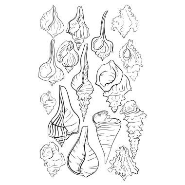 Güzel deniz kabuğu hattı vektör illüstrasyon