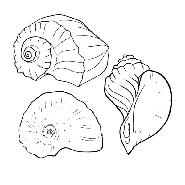 Prachtige Seashell Lijn Vector Illustratie — Stockvector