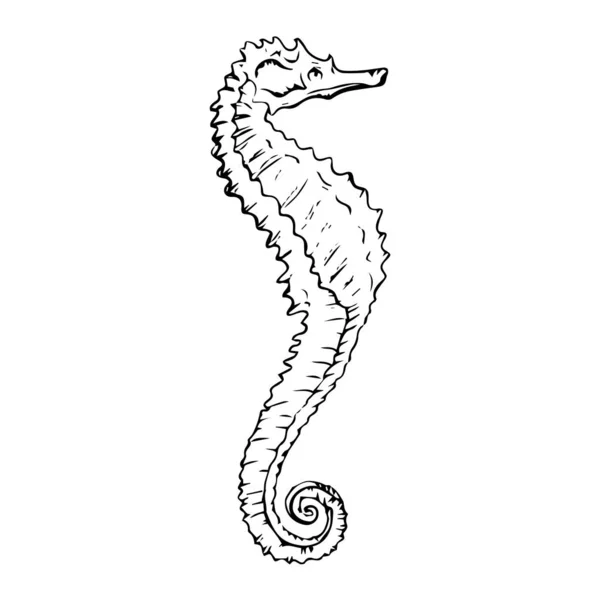 Belle Illustration Vectorielle Dessin Hippocampe — Image vectorielle