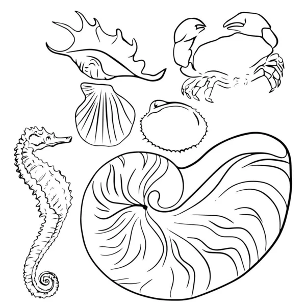 Prachtige Seashell Lijn Vector Illustratie — Stockvector