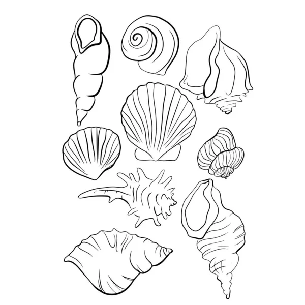 Gyönyörű Seashell Vektorgrafikus Illusztráció — Stock Vector