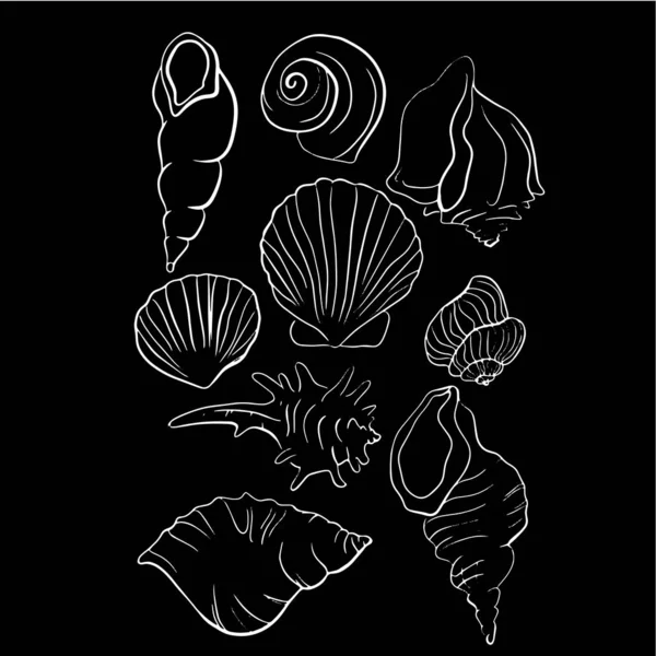 Gyönyörű Seashell Vektorgrafikus Illusztráció — Stock Vector