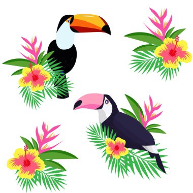 Güzel toucan karikatür vektör illüstrasyon