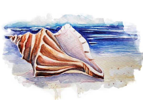 Vackra Seashell Stranden Akvarell Illustration — Stockfoto