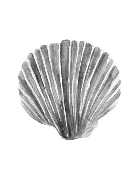 Siyah arka plan suluboya illüstrasyon güzel kabuk