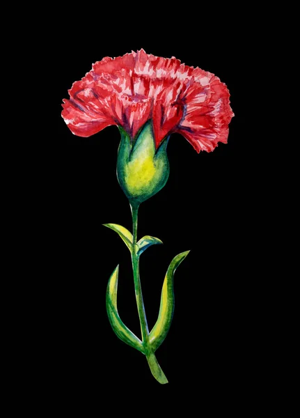 Beautiful carnation flower watercolor illustration — Stock Photo, Image