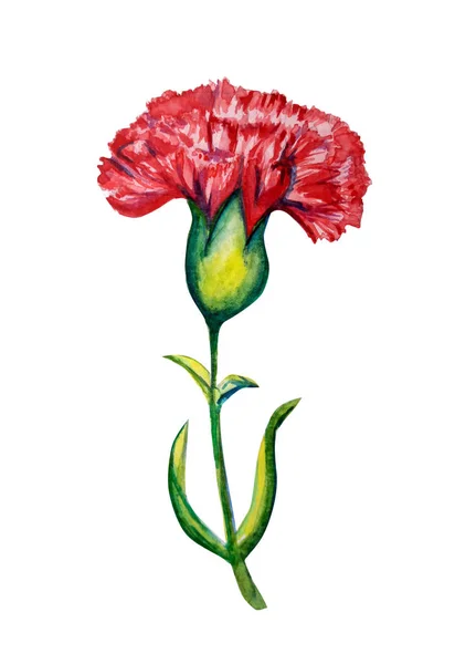 Bellissimo garofano fiore acquerello illustrazione — Foto Stock