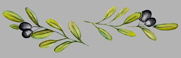 美丽的橄榄植物灰色背景水彩插图 — 图库照片