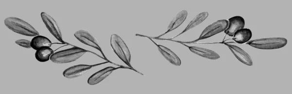 Piękny oliwkowy roślina u szary tło akwarela ilustracja — Zdjęcie stockowe