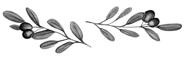 Hermosa planta de olivo sobre fondo gris acuarela ilustración —  Fotos de Stock