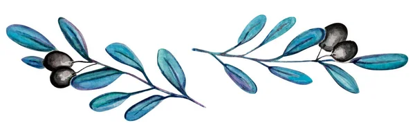Красивое оливковое растение на сером фоне — стоковое фото