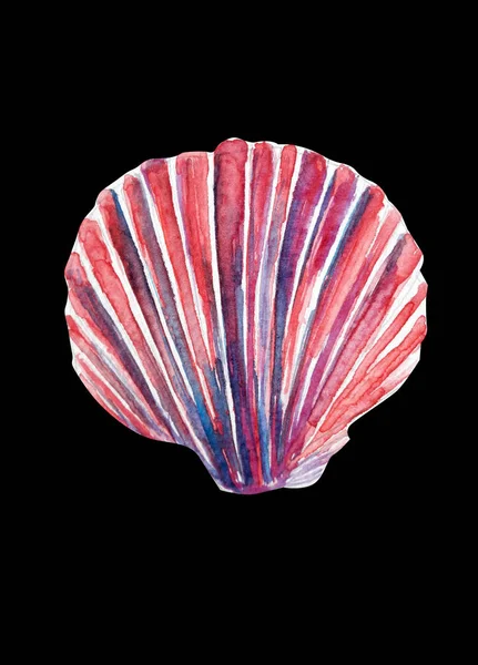 Mooie shell op zwarte achtergrond aquarel illustratie — Stockfoto