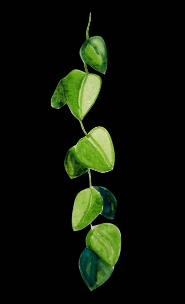 Planta verde sobre fondo negro acuarela ilustración — Foto de Stock
