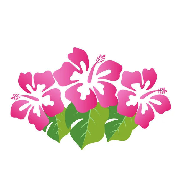 Hermosa Flor Verano Hibisco Vector Ilustración — Archivo Imágenes Vectoriales