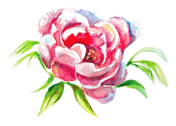 Akvarell blomma vacker konst illustration — Stockfoto