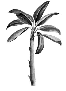 Güzel suluboya palmiye illüstrasyon