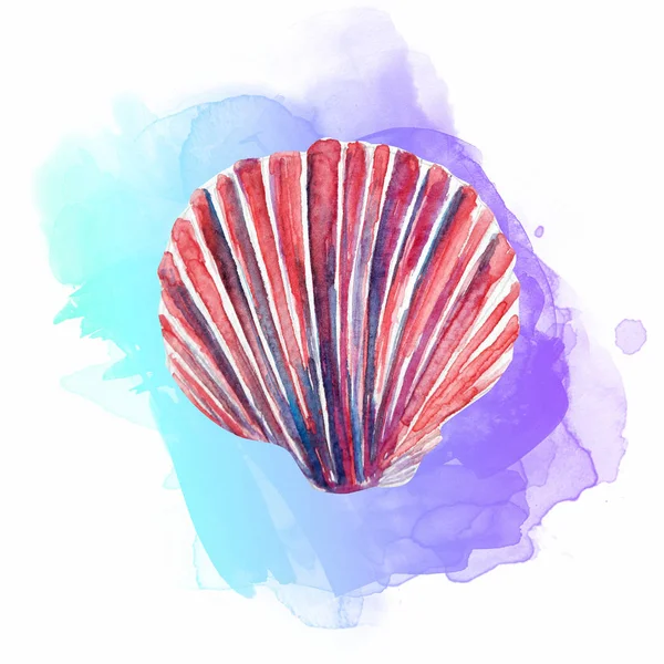 Aquarel Seashell kunst illustratie — Stockfoto