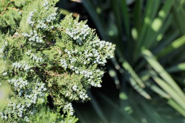 Güzel yaz yeşil bahçe bitkileri