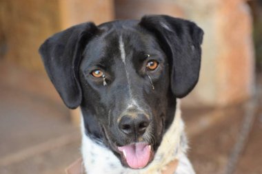 Güzel mutlu siyah beyaz köpek