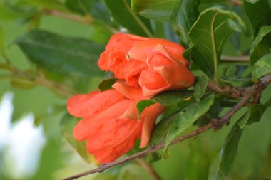 Güzel yaz nar çiçekleri bahçe 