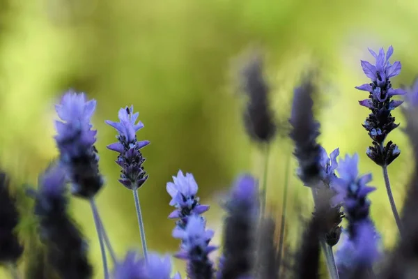 Beau Jardin Fleurs Lavande Été — Photo