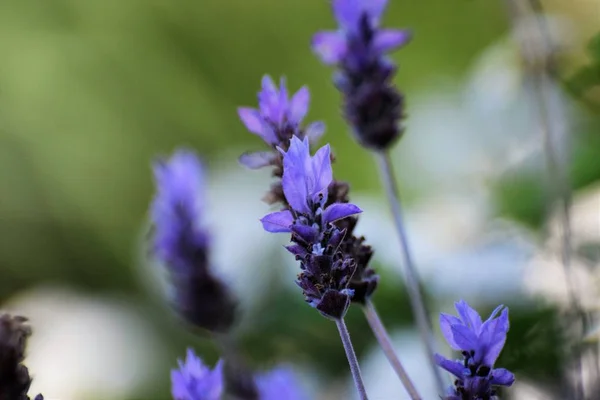 Schöner Sommer Lavendel Blumen Garten — Stockfoto