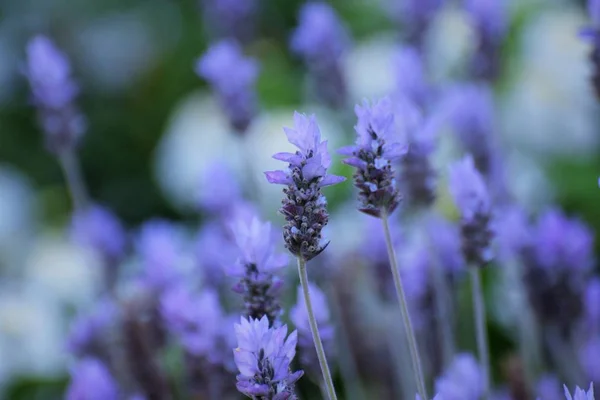 Beautiful Summer Lavender Flowers Garden — Stock Photo, Image