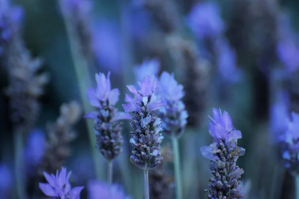Schöner Sommer Lavendel Blumen Garten — Stockfoto