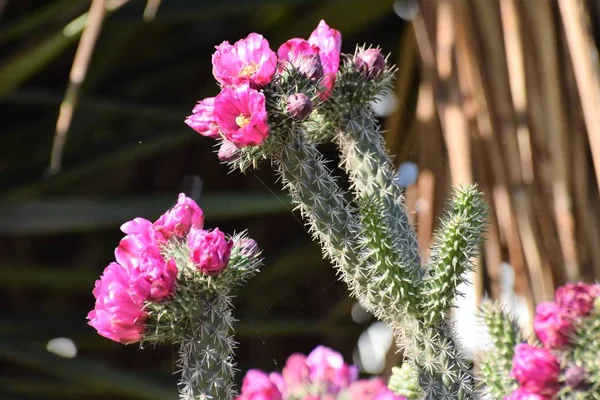 Schöner Sommer Kaktus Blumen Garten — Stockfoto