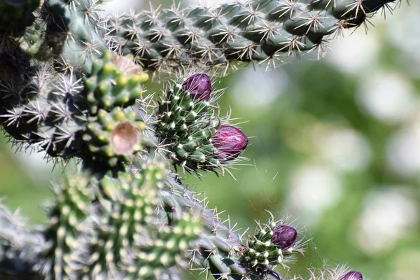 Piękne Lato Kaktusowe Kwiaty Ogród — Zdjęcie stockowe